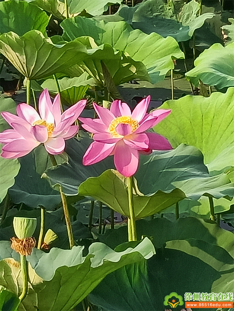 贾汪龙吟湖夏日花海