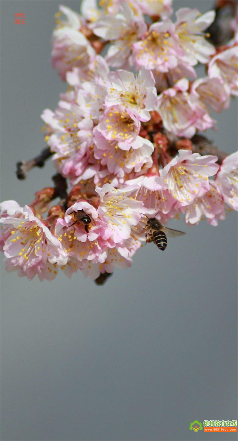 奉献精神的化身“蜜蜂” 杜玉林制作、摄影、编辑
